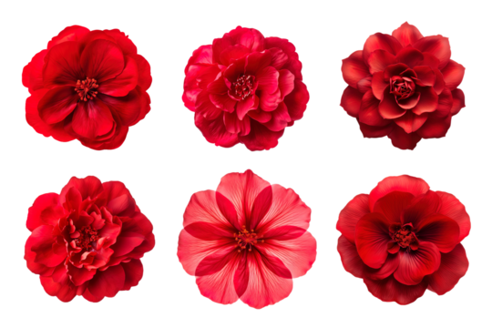 Selection of various red flowers isolated on transparent background