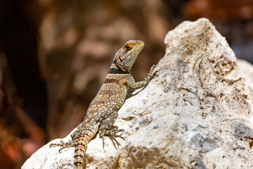 Cuvier's Madagascar swift (Oplurus cuvieri), knows as Madagascan collared iguana or iguanid lizard. Endemic species of lizard in the family Opluridae. Tsingy de Bemaraha, Madagascar wildlife animal