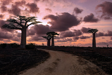 Amazing Baobab trees in sunset lining the road to Kivalo Village. Beautiful view of famous majestic...