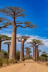 Fototapeta na wymiar Iconic Baobab Alley in Morondava, No people on empty avenue. Famous majestic endemic trees against blue sky. Travel concept. Madagascar landscape