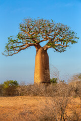 Fototapeta na wymiar Baobab trees standing tall in Kivalo, Morondava. A Spectacular View of endemic majestic tree against morning blue sky. Madagascar pure wilderness landscape.