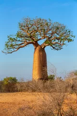 Gordijnen Baobab trees standing tall in Kivalo, Morondava. A Spectacular View of endemic majestic tree against morning blue sky. Madagascar pure wilderness landscape. © ArtushFoto