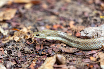 Leioheterodon modestus, known as the blonde hognose snake, endemic species of harmless snake in the family Pseudoxyrhophiidae. Tsingy de Bemaraha, Madagascar
