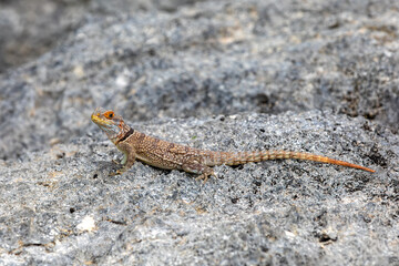 Cuvier's Madagascar swift (Oplurus cuvieri), knows as Madagascan collared iguana or iguanid lizard. Endemic species of lizard in the family Opluridae. Tsingy de Bemaraha, Madagascar wildlife animal