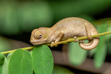 Malagasy giant chameleon or Oustalet's chameleon (Furcifer oustaleti), baby of large species of endemic chameleon, Menabe Miandrivazo. Madagascar wildlife animal