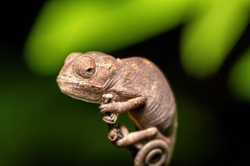 Baobab trees standing tall in Kivalo, Morondava. A Spectacular View of endemic majestic tree against morning blue sky. Madagascar pure wilderness landscape.