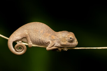 Malagasy giant chameleon or Oustalet's chameleon (Furcifer oustaleti), baby of large species of endemic chameleon, Menabe Miandrivazo. Madagascar wildlife animal