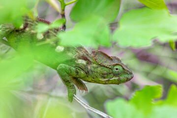 Malagasy giant chameleon or Oustalet's chameleon (Furcifer oustaleti) Female, large species of endemic chameleon, Tsingy de Bemaraha, Madagascar wildlife animal.