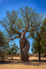 Entwined Baobab trees standing tall in Kivalo, Morondava. A Spectacular View of endemic majestic...