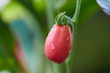 Fresh ripe tomatoes in vegetable garden
