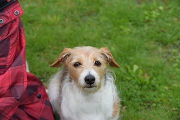 A speckled dog sits on the green grass against a speckled wind