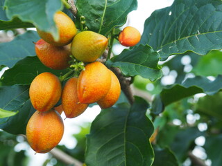 Flower, fruits, asian seed, seeds, Nature, landscape