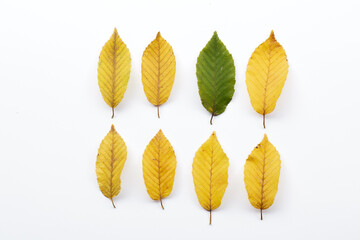 composition of yellow and green leaves on a white background