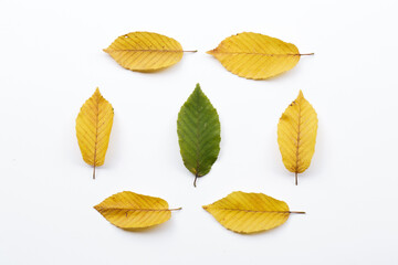 square composition of yellow and green leaves on a white background