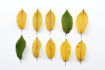 rectangular composition of yellow and green leaves on a white background