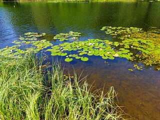 Summer landscape of nature with clear water and reflection of green trees and blue sky. Beautiful lake in forest park. View of pond shore with trees, aquatic plants, green grass and white water lilies