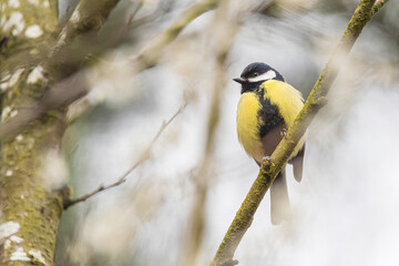 Great Tit in a tree