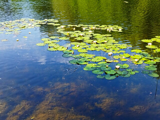 Summer landscape of nature with clear water and reflection of green trees and blue sky. Beautiful lake in forest park. View of pond shore with trees, aquatic plants, green grass and white water lilies