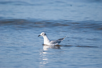Bonaparte's Gull foraging at the shore