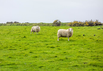 Sheep in Ireland