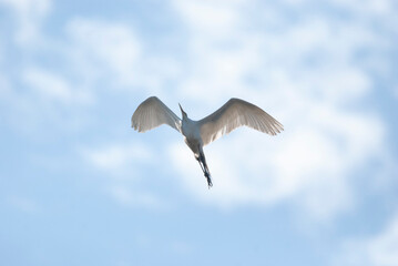 Snowy Egret Flying Overhead