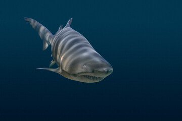 Swimming shark