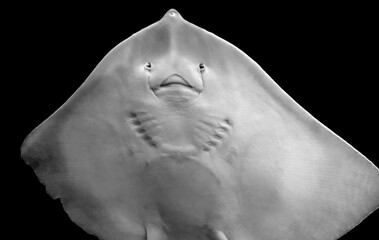 Ray fish © PRILL Mediendesign