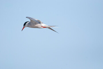 Common Tern Flying overhead