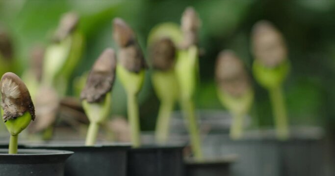 Nurturing Hope: Reforestation Efforts in the Amazon Rainforest, From Sapling to Sanctuary