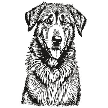 Anatolian Shepherd dog pet silhouette, animal line illustration hand drawn black and white vector realistic breed pet