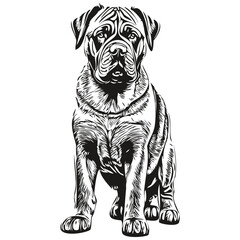 Neapolitan Mastiff dog pencil hand drawing vector, outline illustration pet face logo black and white realistic breed pet