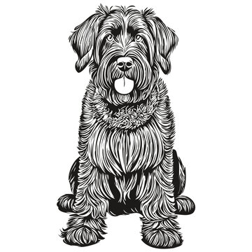 Giant Schnauzer dog realistic pet illustration, hand drawing face black and white vector