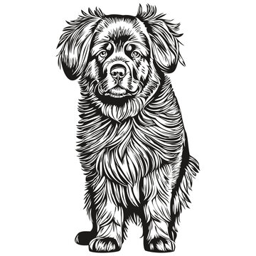 recommend clip art: Newfoundland dog face vector portrait, funny outline pet illustration white background