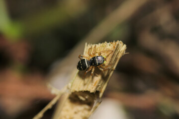 little jumping spider macro photo