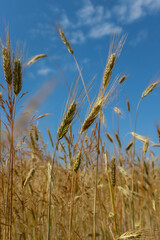 Beautiful spikelets of wheat against the blue sky