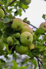 Green apples hanging on a branch