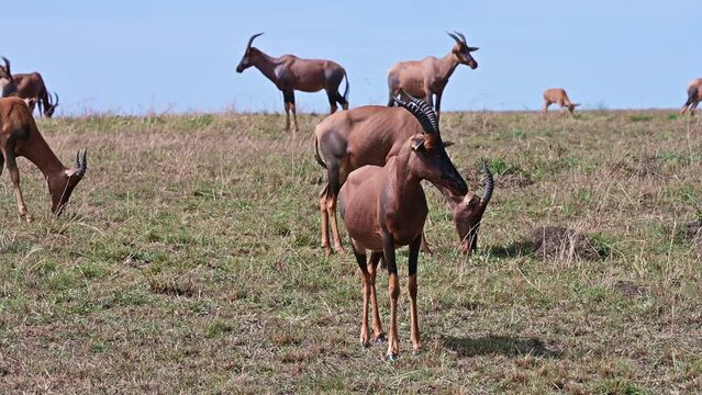 Herd of Bubal antelopes graze in the savannah against clear blue sky. Kenya, Africa
