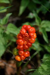 Arum d'Italie et ses fruits en été.