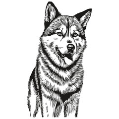 Akita dog breed line drawing, clip art animal hand drawing vector black and white realistic breed pet