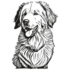 Kuvaszok dog realistic pet illustration, hand drawing face black and white vector
