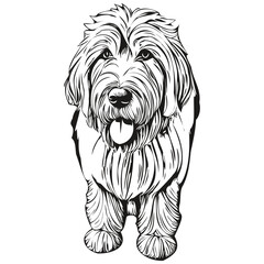 Old English Sheepdog dog pencil hand drawing vector, outline illustration pet face logo black and white