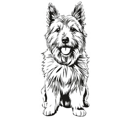 Norwich Terrier dog outline pencil drawing artwork, black character on white background sketch drawing
