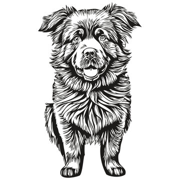 Newfoundland dog engraved vector portrait, face cartoon vintage drawing in black and white realistic breed pet