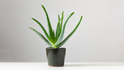 Aloe vera in pot on white table. Front view. Place for text, copy space, mockup