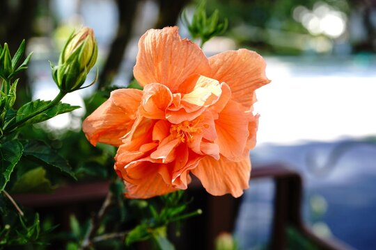 Layered peach color hibiscus blooming, selective focus