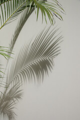 Palm tree shadows on white wall	