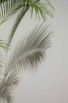 Palm tree shadows on white wall © triocean