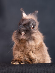 brązowy królik miniaturka w studio na czarnym tle