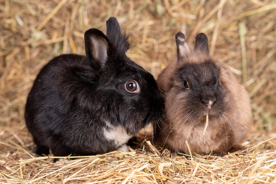 Fototapeta króliki miniaturka na sianie