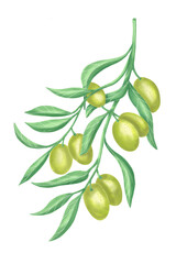 green olives with leaves. Hand drawing wattercolour png with transparent background